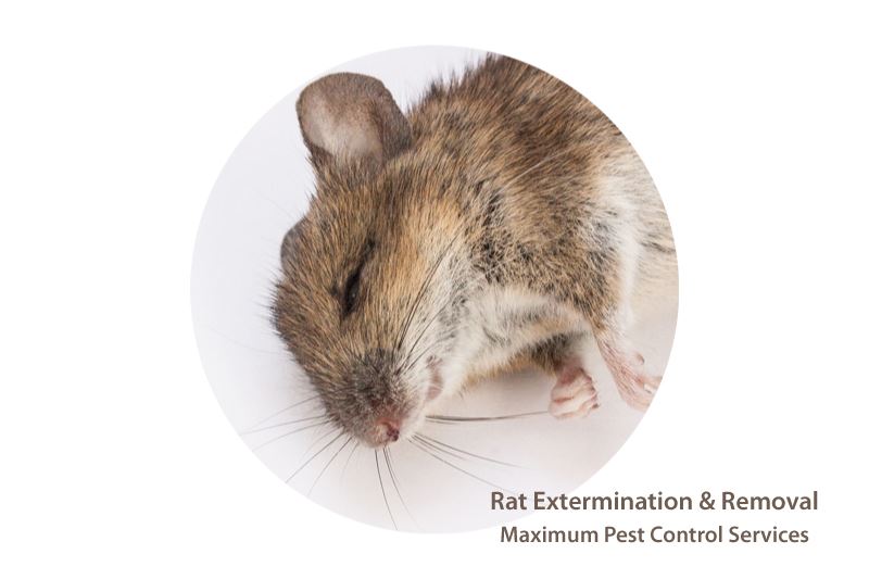 Rodent control service at Maximum