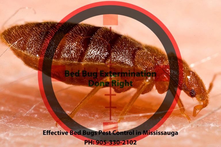 Bed Bugs Exterminator Mississauga Maximum Pest Control Services