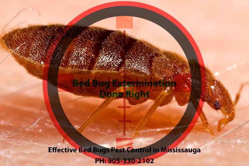 Effective Bed Bugs Pest Control in Mississauga