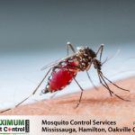 mosquito on human arm sucking human blood