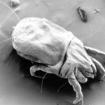 micrograph of a female dust mite