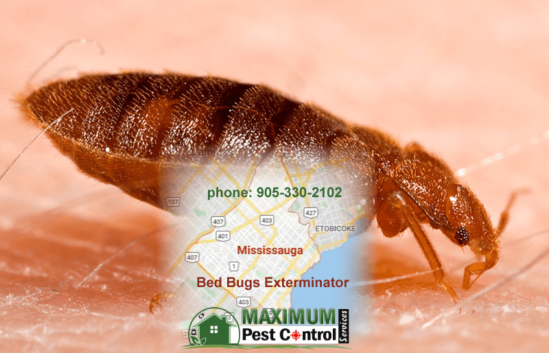 bed bug feeding on human skin and map of Mississauga Ontario