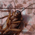 Cockroach control service 905-582-5502