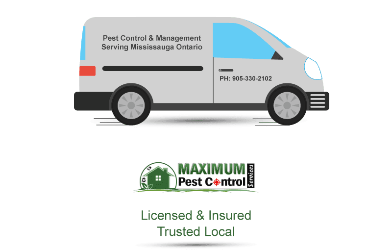 licensed and insured pest control and management serving Mississauga Ontario