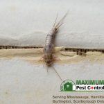 Dorsal view of Silverfish