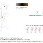 anatomy of an adult rat