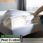 bed bugs infestation on mattress