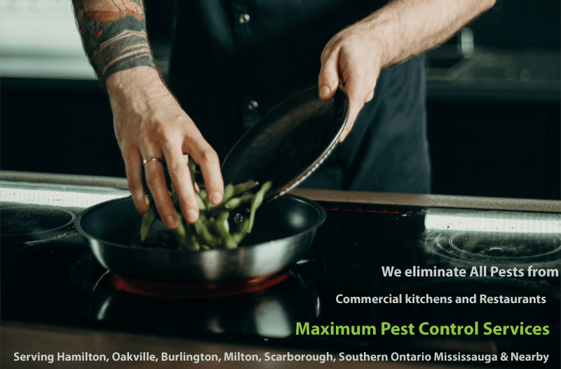 chef placing broad beans inside a cooking pot in commercial kitchen