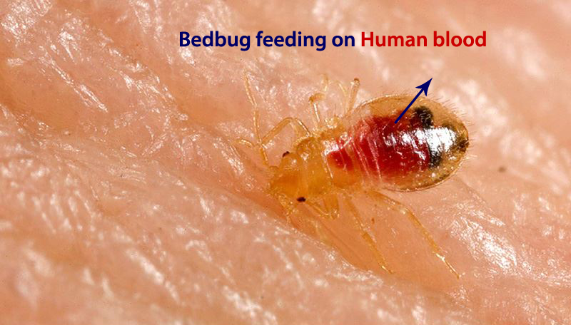 bedbug feeding on human blood
