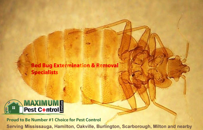 Cimex Lectularius