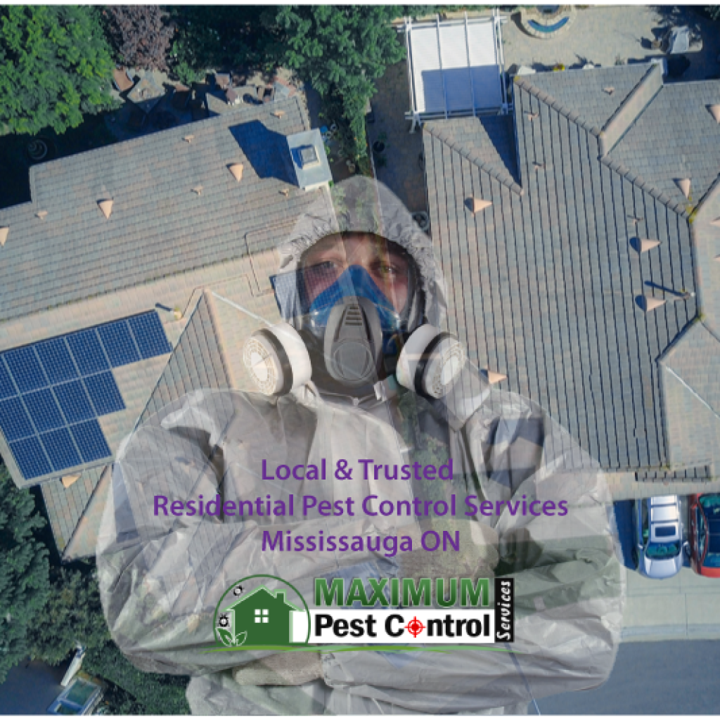Residential pest control inspection