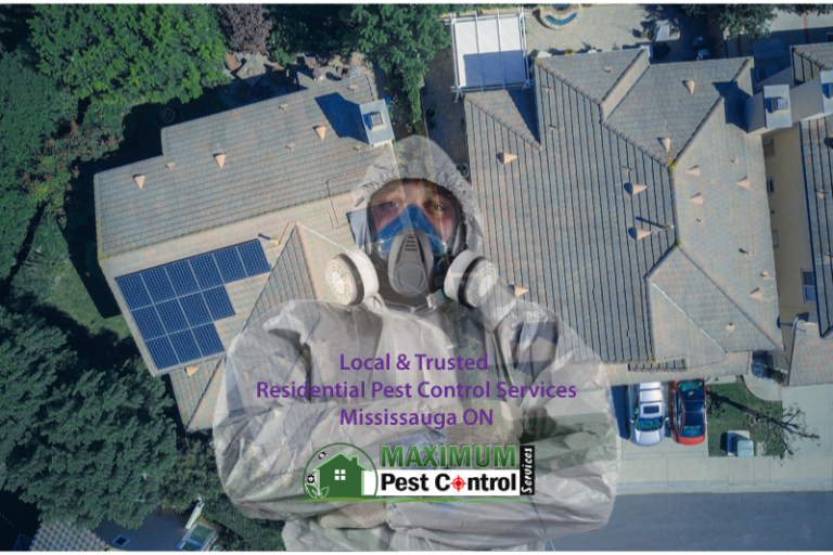 Want A Bed Bug Inspection? Here's What You Should Know Maximum Pest Control Services