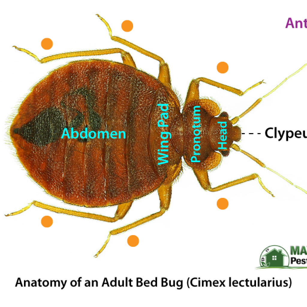 Anatomy of an adult bedbugs