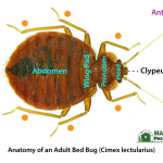 Anatomy of an adult bed bug