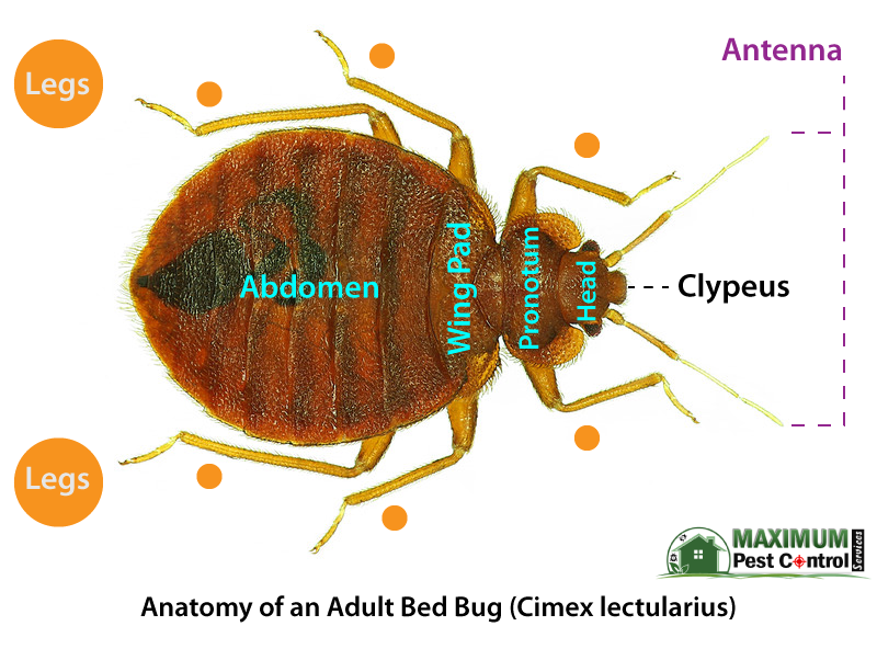 anatomy of an adult bed bug