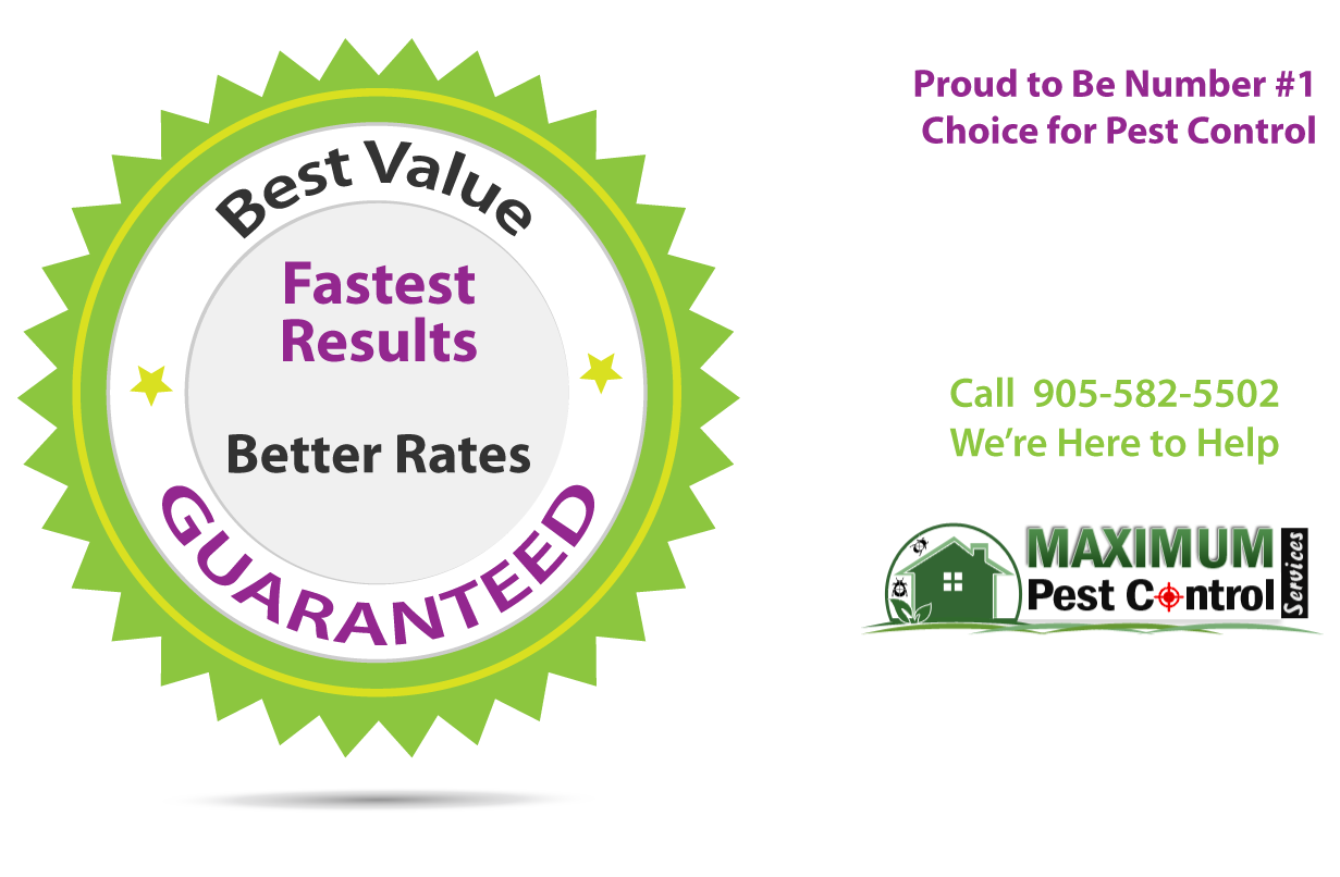 service guarantee by maximum pest control services