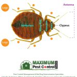 anatomy of a bed bug cimex lectularius