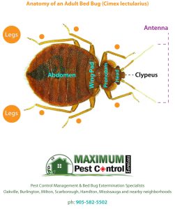 anatomy of a bed bug cimex lectularius