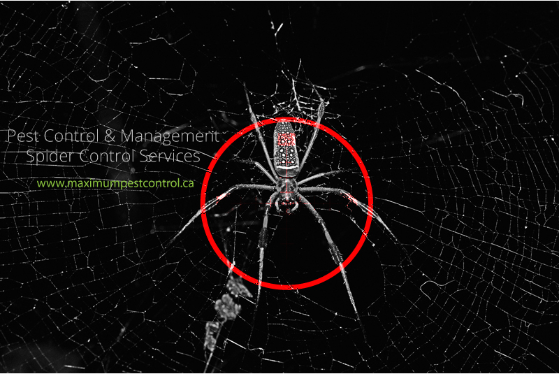 Ways for Controlling Spiders Maximum Pest Control Services