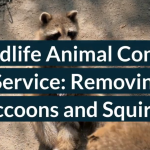 wildlife removal services 905-582-5502