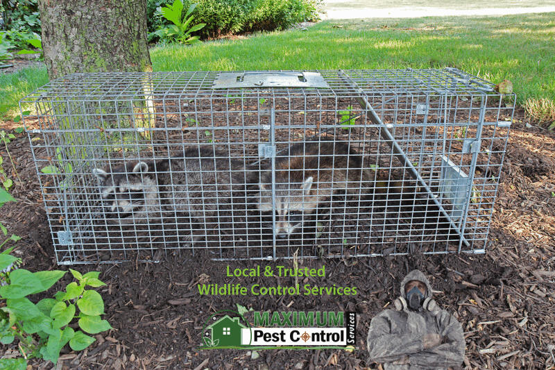 two wild raccoons caught in trap set by Maximum Pest Control Services
