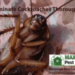 Cockroach control service near me