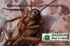 Cockroach control service near me