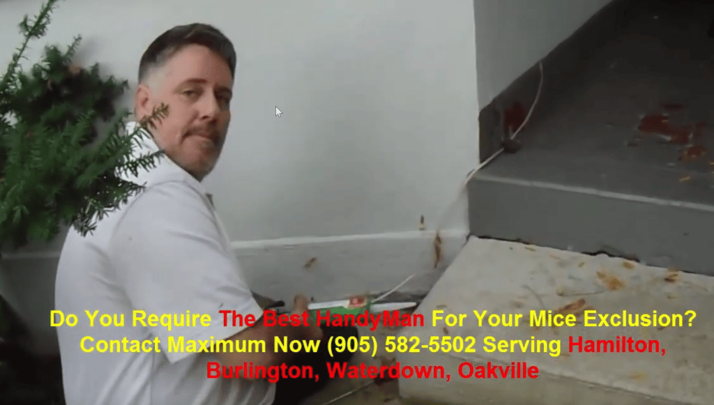 handyman-for-mice-exclusion-905-582-5502