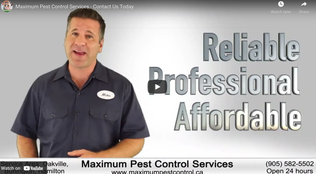 commercial pest control