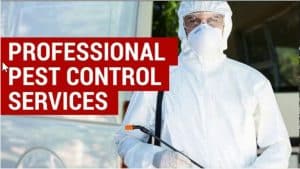 Pest Control Service Near Me