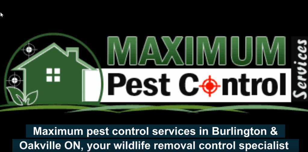 Maximum pest control services