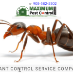 ants pest control in Halton Region