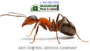 ants pest control in Halton Region