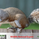 squirrel-removal-service