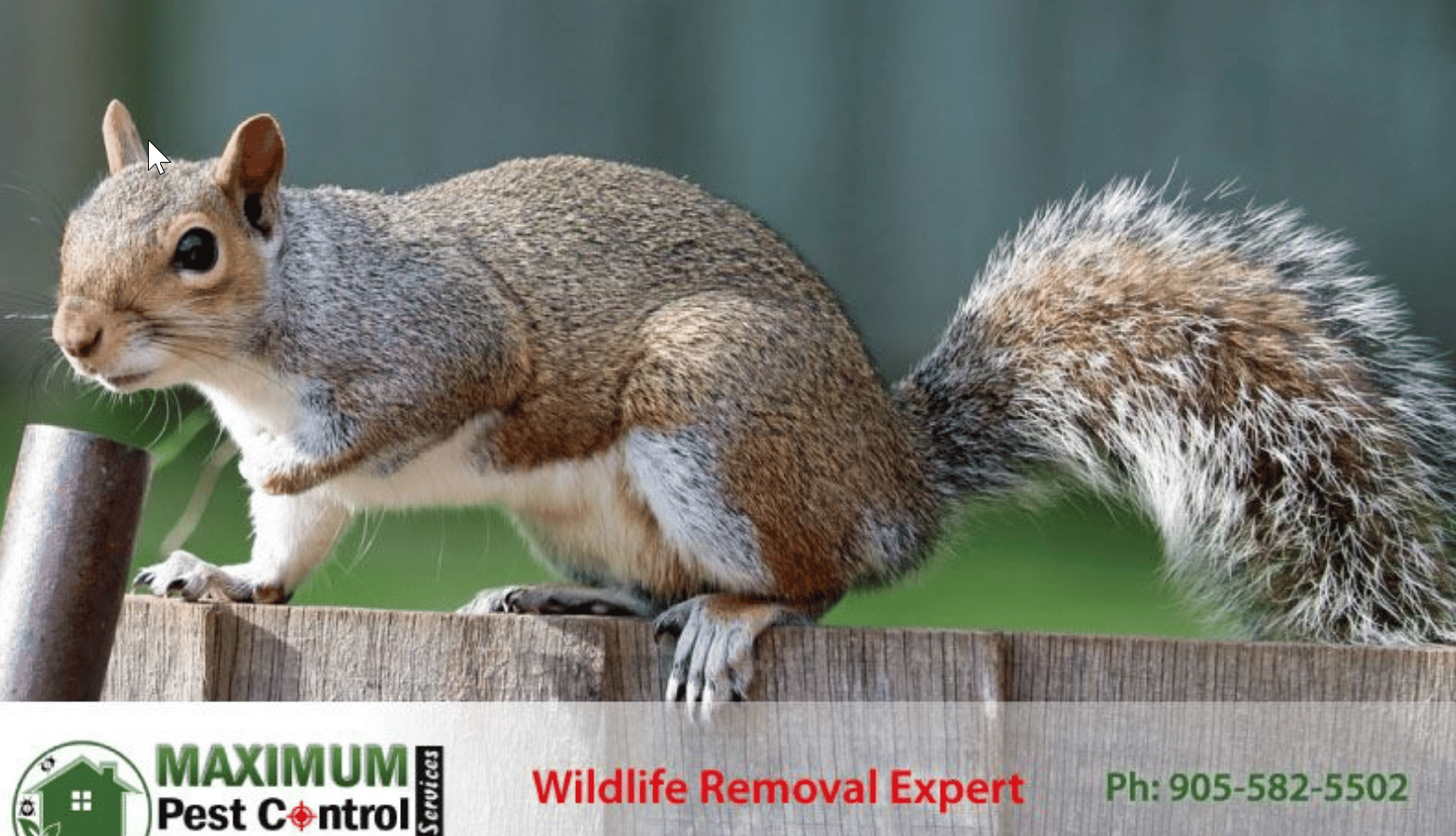 Why Are Squirrels Considered Pests? The Risks They Bring Maximum Pest