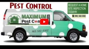 Residential Pest Control Services