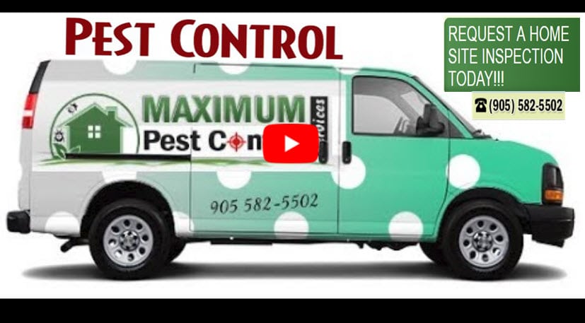 pest control service 905 582 5502
