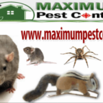 Rats Pest Control in Oakville Ontario