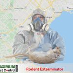 Rats pest control service in Oakville Ontario