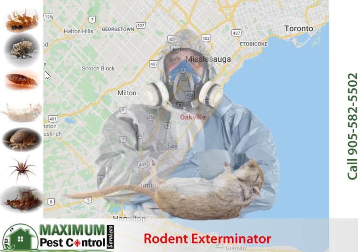 Rats pest control service in Oakville Ontario