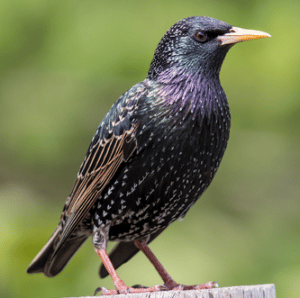 European Starling 