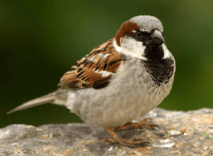 House Sparrow