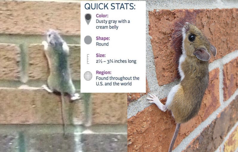 5 Most Effective Pest Control Tips to Keep Pests Away This Winter