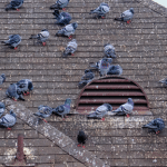 Birds Pigeons Structural Damages in Hamilton Ontario