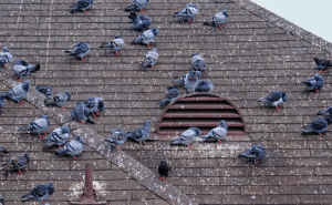 Pigeons Structural Damages in Hamilton Ontario