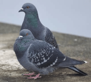 Pigeons