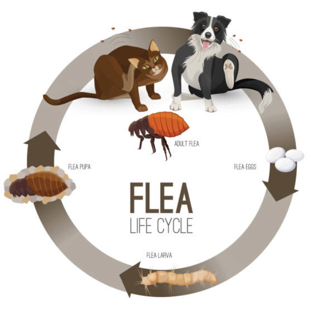 Fleas control service