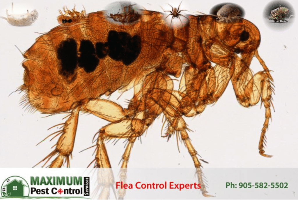 fleas pest control 905-582-5502