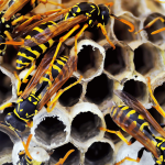 wasp control service 905-582-5502