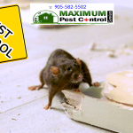 mice control services (905) 582-5502